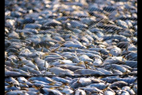 More fish is being scrutinised at EU ports thanks to tighter IUU regulations